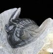 Hollardops Trilobite - Excellent Prep #40129-3